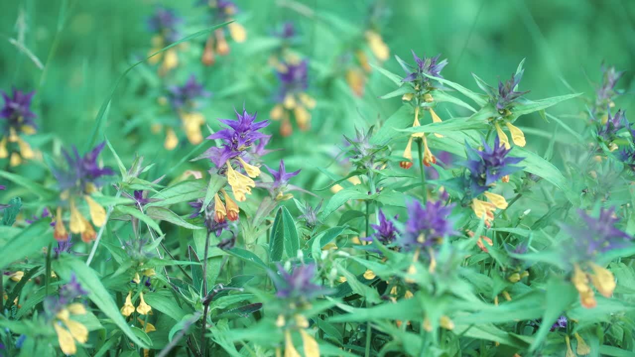 flores silvestres púrpuras y amarillas en un prado