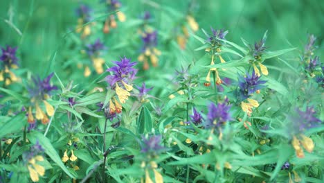 purple and yellow wildflowers in a meadow