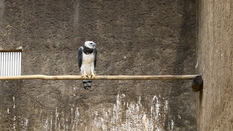 the harpy eagle is a neotropical species of eagle