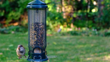 Erleben-Sie,-Wie-Nördliche-Kardinäle,-Finken,-Spatzen-Und-Weitere-Wildvögel-Vor-Einer-Ruhigen-Grünen-Kulisse-Zu-Einem-Mit-Samen-Gefüllten-Vogelhäuschen-Strömen