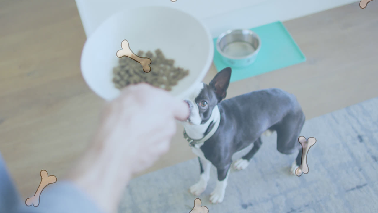 코카시안 여성이 개에게 먹이를 주는  아이콘의 애니메이션
