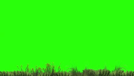 animation of harvesting grass and plants on the ground on a green screen for keying.