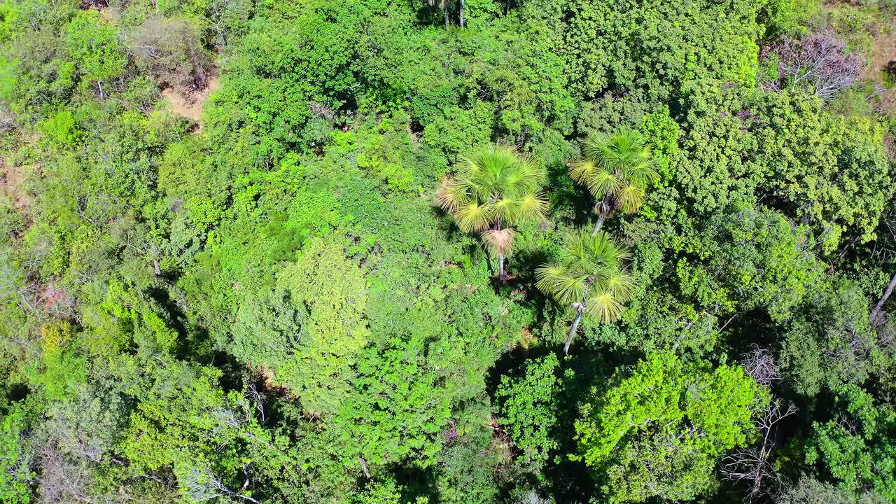 Dense green canopy carpeting Brazilian Savana do Cerrado landscape, revealing intricate forest texture and expansive natural ecosystem from overhead perspective
