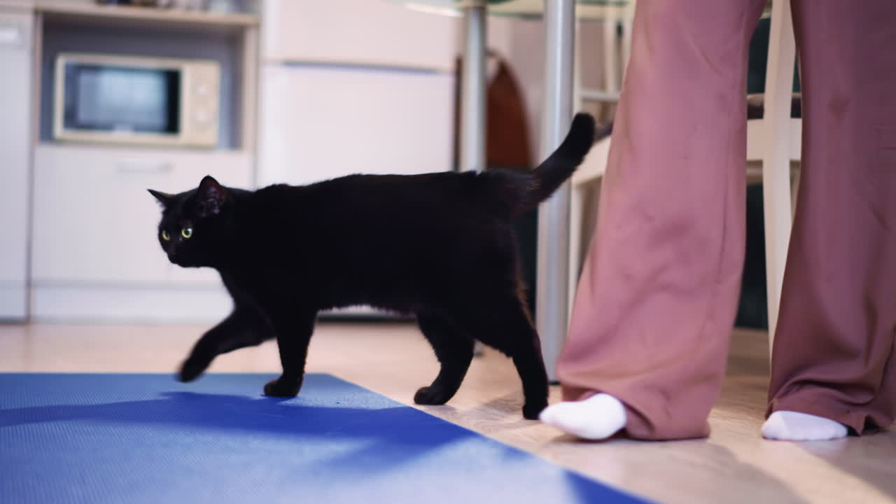 Black Cat Weaving And Rubbing Against White WomanS Legs In Kitchen, Scenting Feet And Seeking Treats With Tail High In Familiar Home Setting