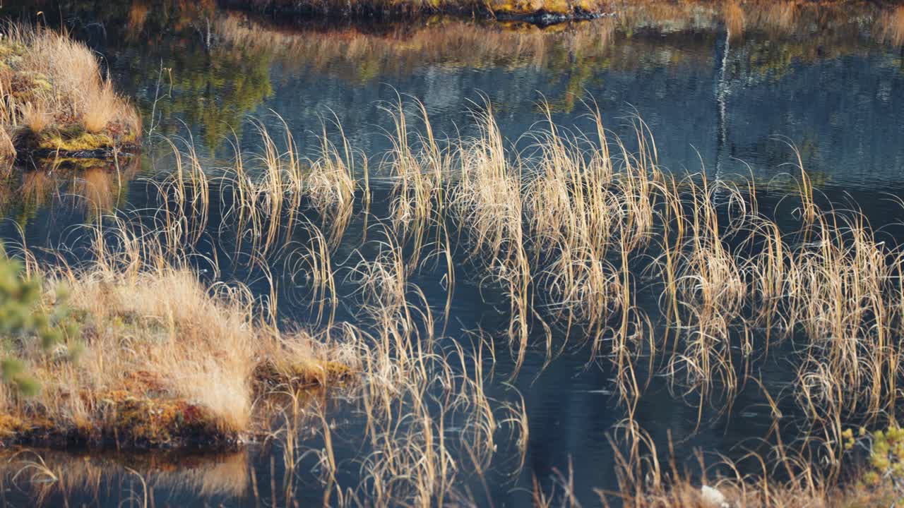 Withered blades of grass sway in the wind over the still water of the shallow dark pond