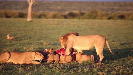 Löwenrudel-Tötet-Ein-Gnus-Auf-Safari-Im-Masai-Mara-Reservat-In-Kenia,-Afrika