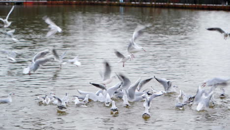 dans ce clip au ralenti, le calme serein d'un lac est perturbé par le chaos frénétique des mouettes luttant pour se nourrir