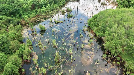 Kajakfahren-Im-Mangrovenwald-In-Ao-Nang,-Provinz-Krabi,-Thailand