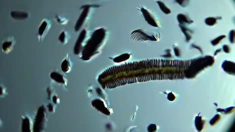 microscopic aquatic organisms