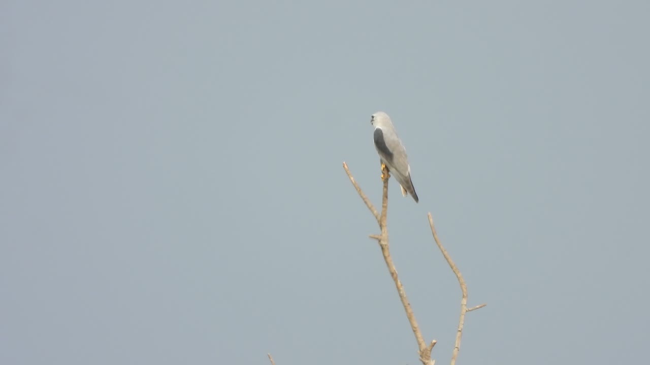 - cometa de alas negras esperando la caza