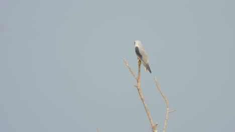 black - winged kite  waiting for hunt