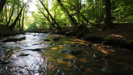 forest stream in sunlight