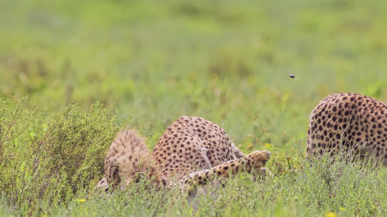 los cachorros de guepardo interactuando en la sabana
