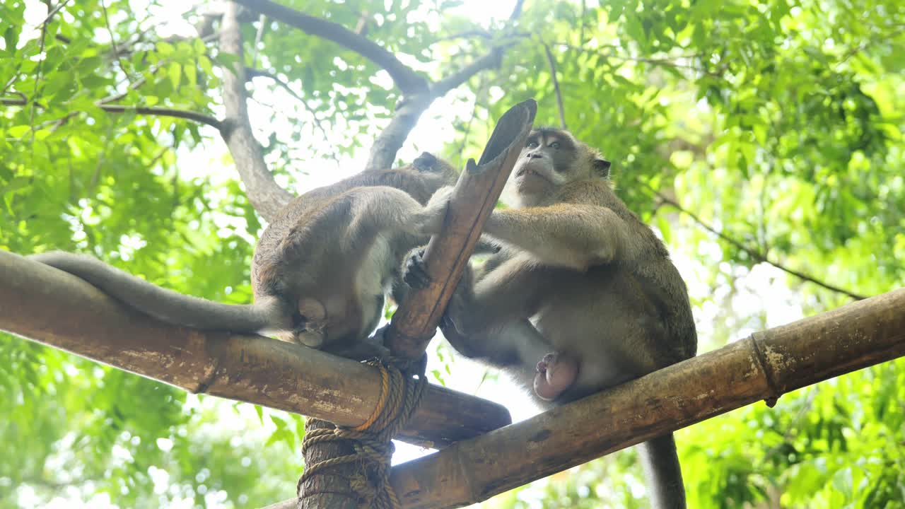 Macaco maschio adulto mostra una postura di dominanza naturale sul bambù nella foresta.