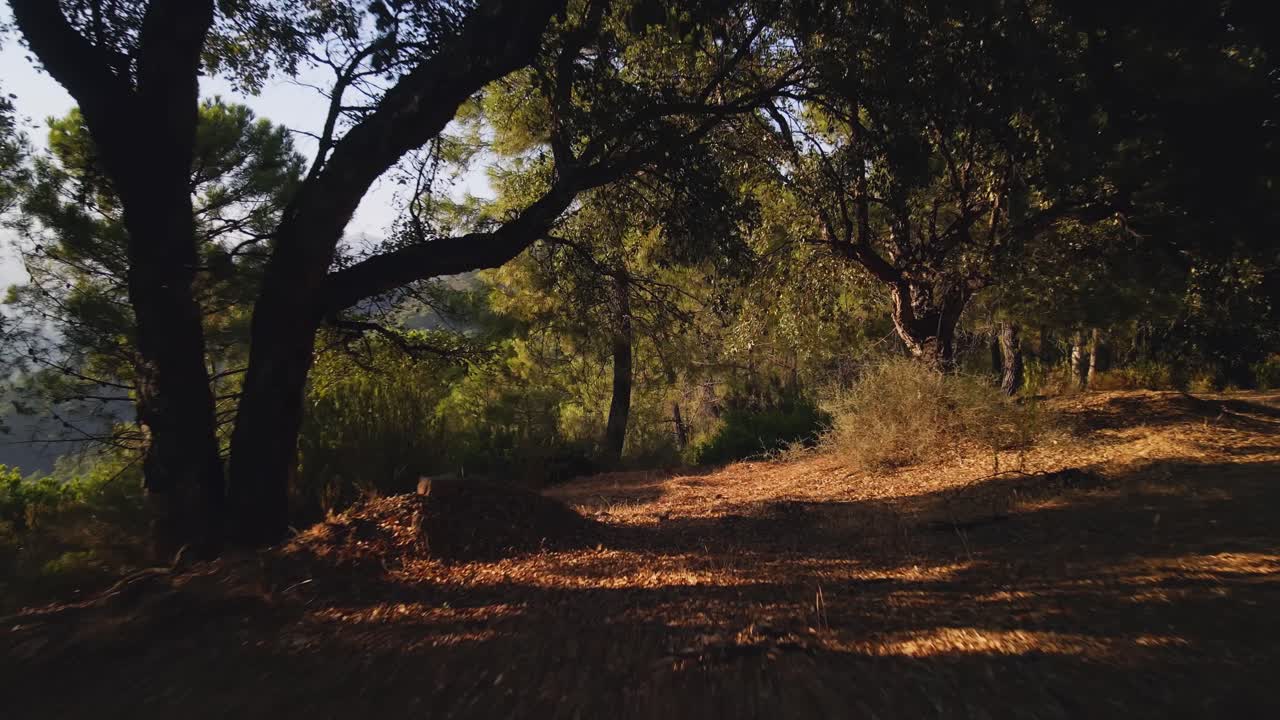 Movimento in avanti su un sentiero nel bosco.