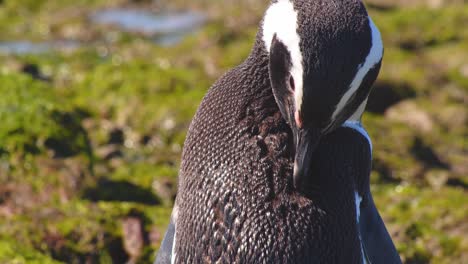 toma cinematográfica circular de un pájaro pingüino de magallanes ocupado limpiando sus plumas cortas en una buena luz