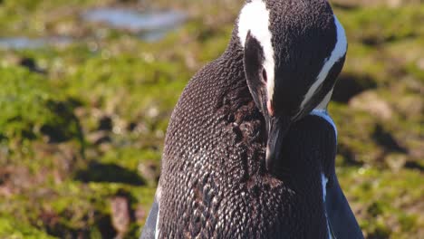 circular cinematic shot of a magellanic penguin bird busy preening its short feathers in nice light