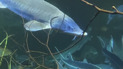 medium close up shot of a big sturgeon swimming under water in an aquarium