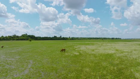 Amplio-Campo-Verde-Abierto-Bajo-Un-Cielo-Azul-Con-Nubes-Esponjosas,-Caballos-Pastando-En-Arauca,-Colombia,-Vista-Aérea