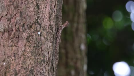 zoom fuera de este individuo pegar su cabeza hacia fuera y bien camuflado buscando parte de la corteza del árbol, manchado volando dragón draco maculatus, tailandia