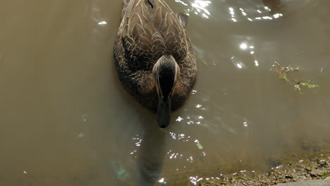 Pato-Australiano-De-Madera-Negra-Alimentándose-Cerca-De-Un-Estanque