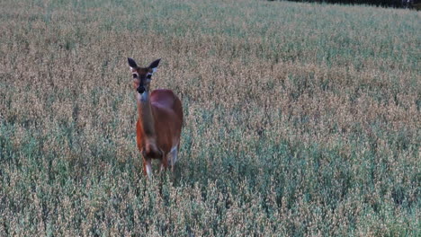 Tele-Drohnenaufnahme-Eines-Hirsches-Auf-Einem-Feld-Auf-Dem-Land,-Sommerabend-In-Skandinavien