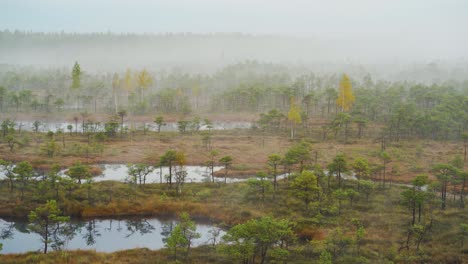 Niebla-Que-Se-Mueve-Rápidamente-A-Través-Del-Campo-Forestal-Pantanoso