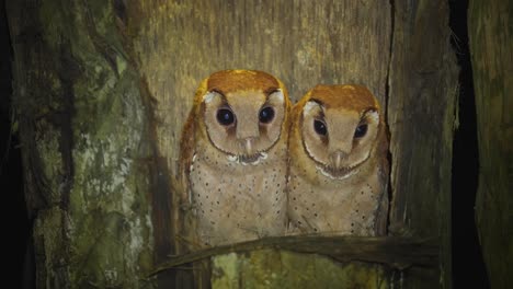 dos lindos bebés de búho de bahía oriental o pájaros phodilus badius