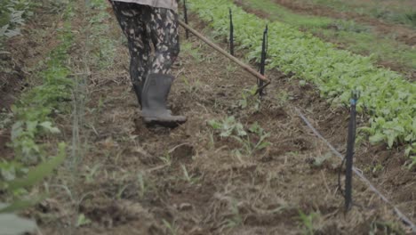 farm laborer cultivating loosening the dirt in a vegetable garden, preparing for planting