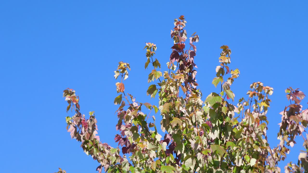 파란색 배경의 가을 잎 4k 느린 동작 60fps