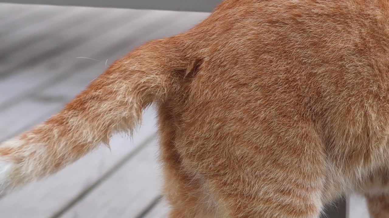Close-up of a ginger cat's tail and back as it moves across a wooden deck.
