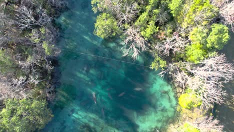 Aerial-view-of-manatees-swimming-in-natural-spring