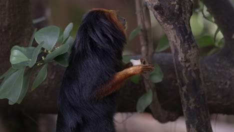 Golden-headed-lion-tamarin-feeding