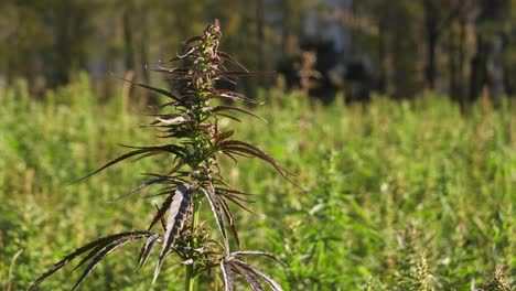 single hemp plant in field at sunrise, against forest background