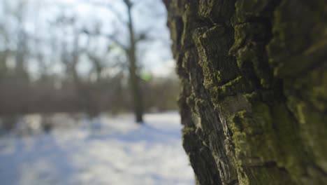 dolly shot macro detailed tree bark texture in winter time, close up