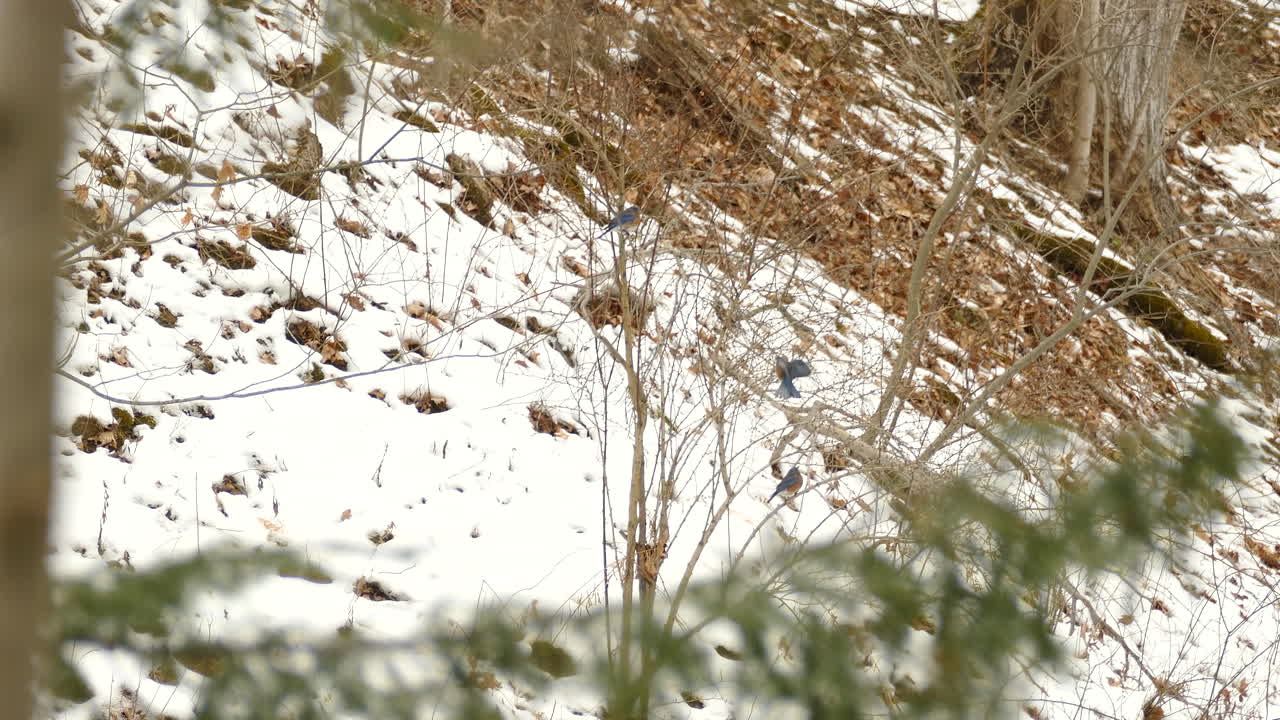 캐나다 온타리오의 겨울 숲에 있는 잎이 없는 나무에 앉아 있는 동부 블루버드