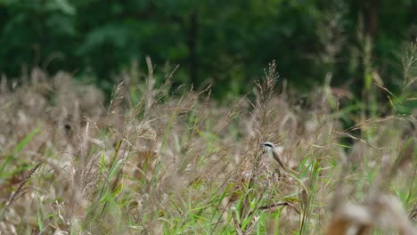 mirando hacia la izquierda mientras chirria y agita su cola, visto en un prado, shrike marrón lanius cristatus, tailandia