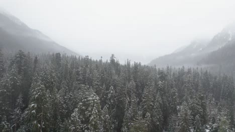 Volando-Sobre-Las-Copas-De-Los-árboles-Del-Bosque-Siempre-Verde-En-Invierno