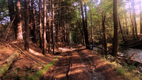 Caminar-Bosque-De-Pinos-Hiper-Lapso-De-Tiempo-En-Las-Montañas-Catskill-Durante-El-Verano-En-El-Valle-Del-Hudson-De-Nueva-York