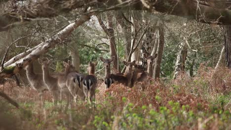 deer in the new forest clip 1