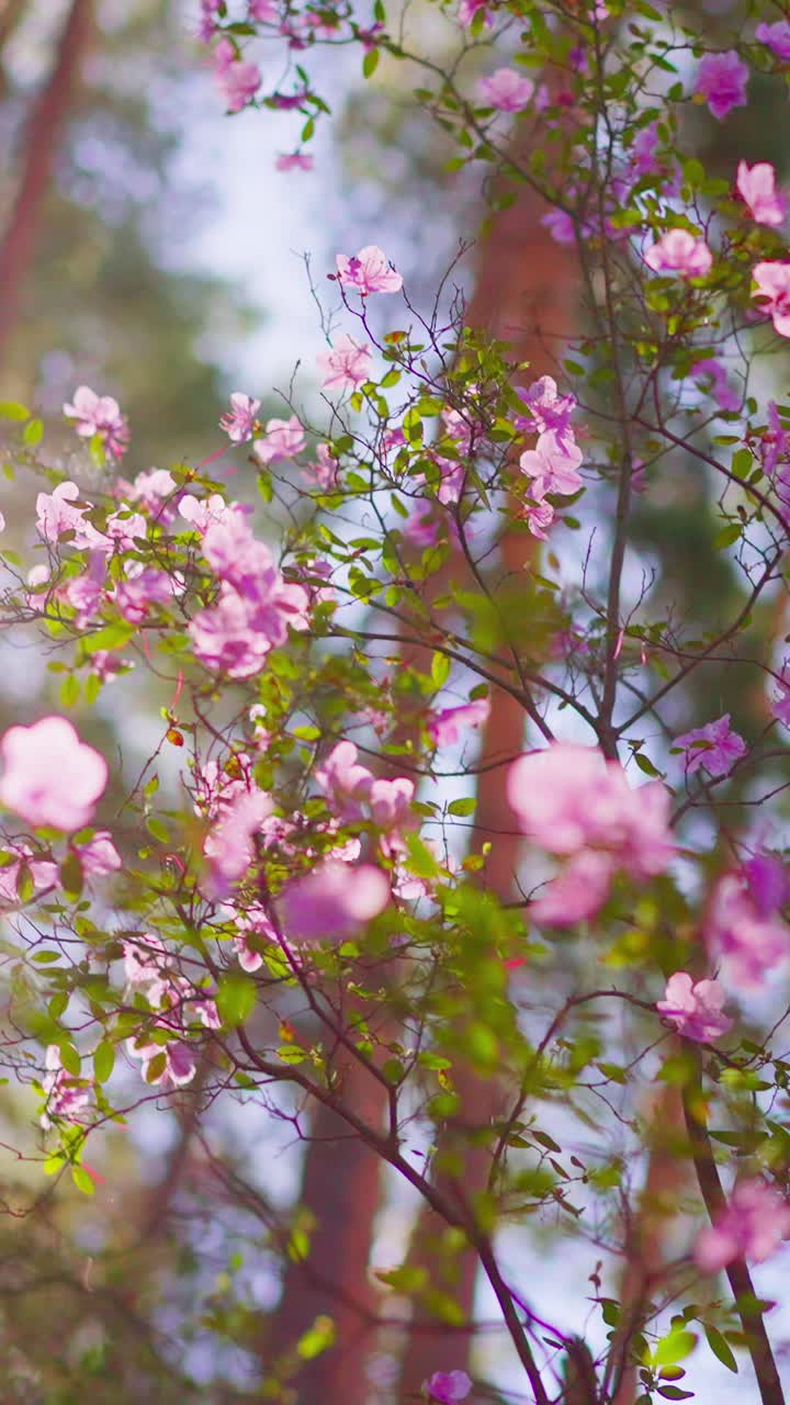 Soft pink blossoms glow in sunlight. Branches sway gently in the breeze. Tree trunks frame the flowering scene. Nature's quiet beauty shines through. Perfect for romantic or spring-themed visuals