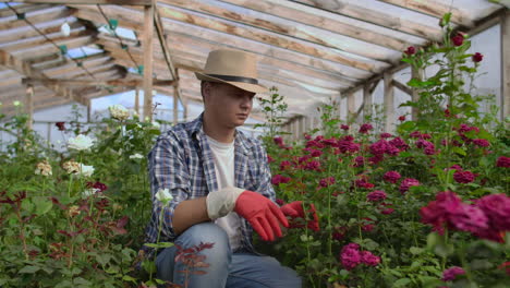 Ein-Männlicher-Gärtner-Sitzt-In-Einem-Gewächshaus-Und-Untersucht-Rosen,-Die-Zum-Verkauf-Angebaut-Werden.