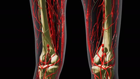 Wissenschaftliche-Anatomie-Menschlicher-Blutgefäße