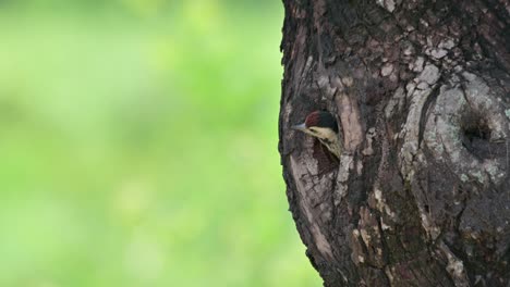 A-nestling-waiting-for-its-parents-to-come-and-feed-while-the-camera-zooms-out,-Speckle-breasted-Woodpecker-Dendropicos-poecilolaemus,-Thailand