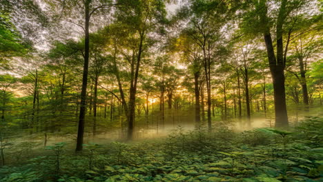 misty forest at sunrise