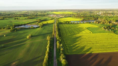 Landschaft-Mit-Straße-Zwischen-Gelben-Rapsfeldern---Drohnenaufnahme-Aus-Der-Luft