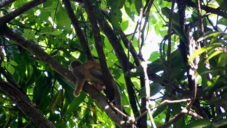 lindo mono ardilla relajándose en una rama de un árbol