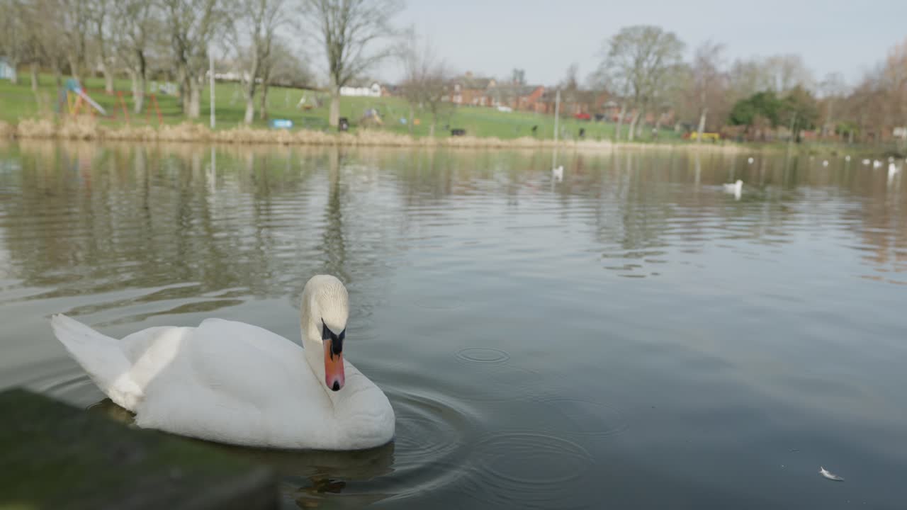 Beautiful preening swan, urban nature environment, avian wildlife