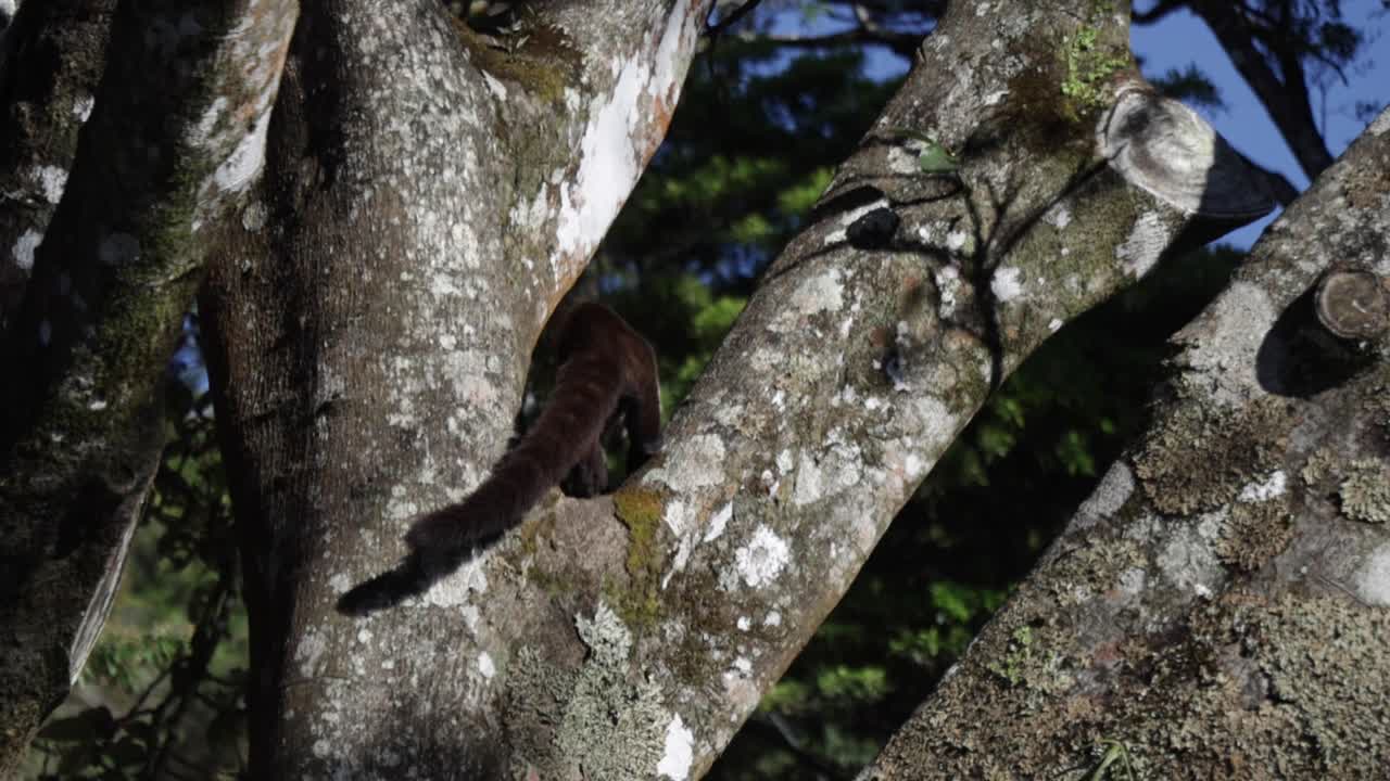 un solo coati de nariz blanca subiendo a un árbol en el desierto en una selva tropical, costa rica, monteverde