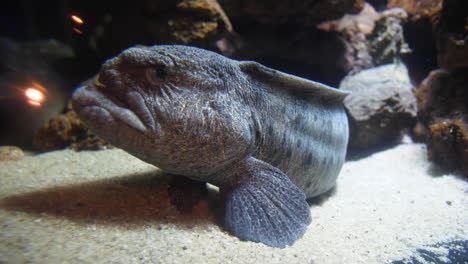 sideway view of a wolf eel, devil fish, atlantic wolffish in an aquarium